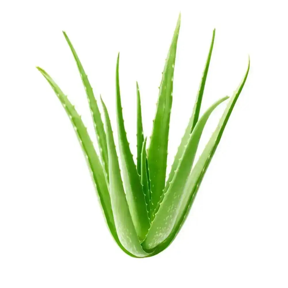 Luxurious moisturizing cream for radiant and deeply nourished skin, enhancing your natural beauty with premium care.